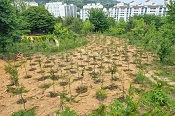 삼천리, 청량산에 편백나무 심으며 친환경 봉사활동 앞장